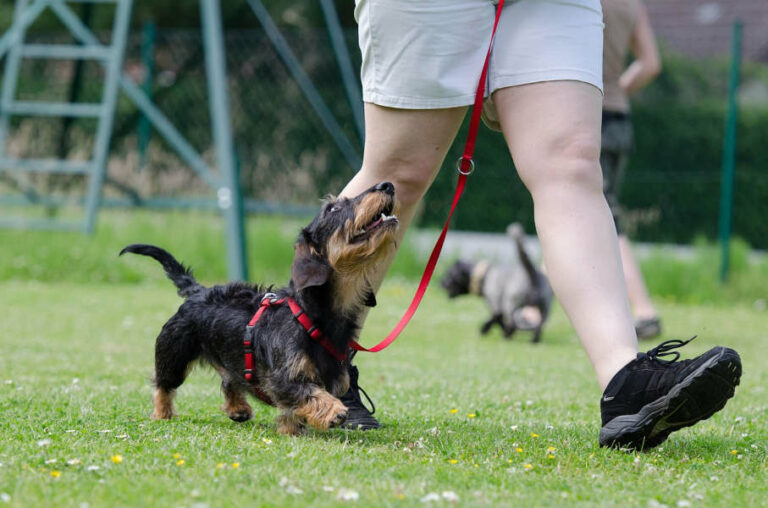 Top 5 Best Birmingham Dog Trainers